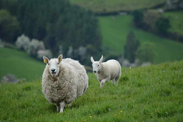 ovce na louce